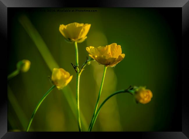 Buttercup. Framed Print by Angela Aird