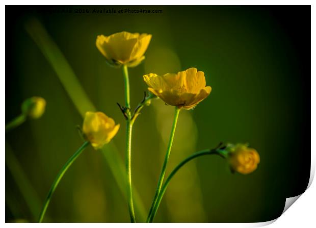 Buttercup. Print by Angela Aird