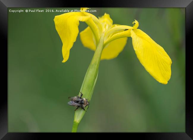 Yellow Iris with Wild Bee Framed Print by Paul Fleet