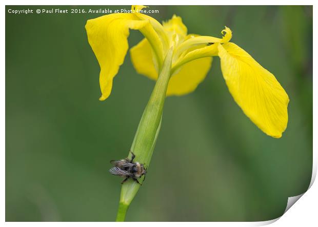Yellow Iris with Wild Bee Print by Paul Fleet