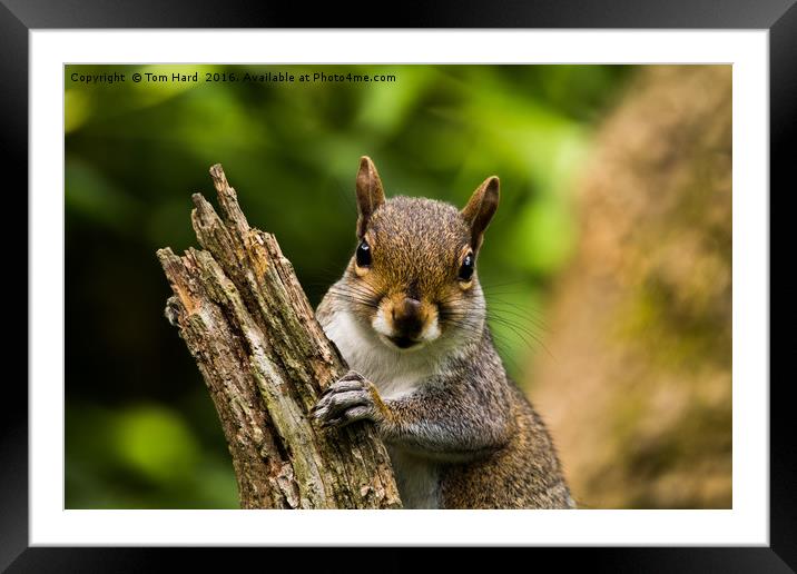 What are you looking at? Framed Mounted Print by Tom Hard
