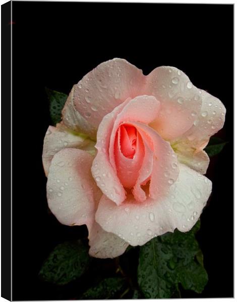 Roses And Rain Canvas Print by Henry Horton