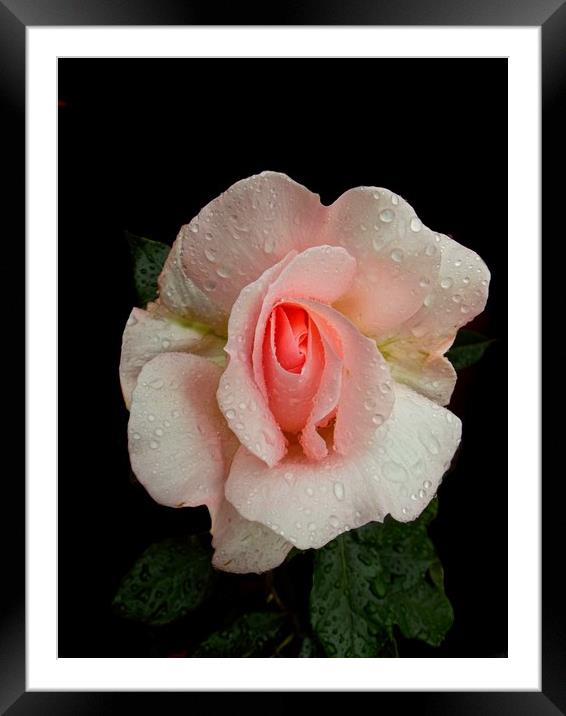Roses And Rain Framed Mounted Print by Henry Horton