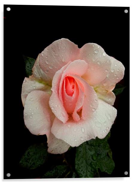 Roses And Rain Acrylic by Henry Horton