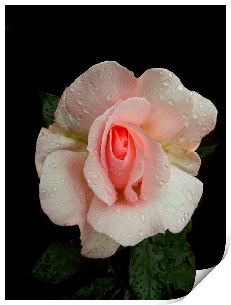 Roses And Rain Print by Henry Horton