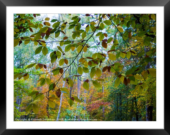 Beech leaf curtain in autumn. Framed Mounted Print by Elizabeth Debenham