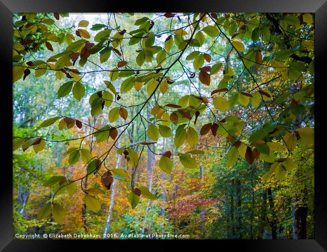 Beech leaf curtain in autumn. Framed Print by Elizabeth Debenham