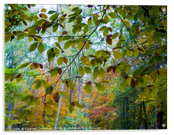 Beech leaf curtain in autumn. Acrylic by Elizabeth Debenham