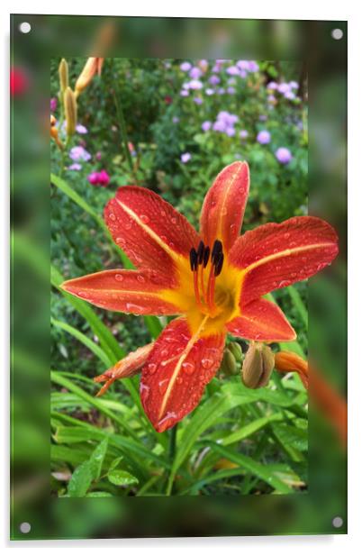 raindrops on lily Acrylic by Marinela Feier