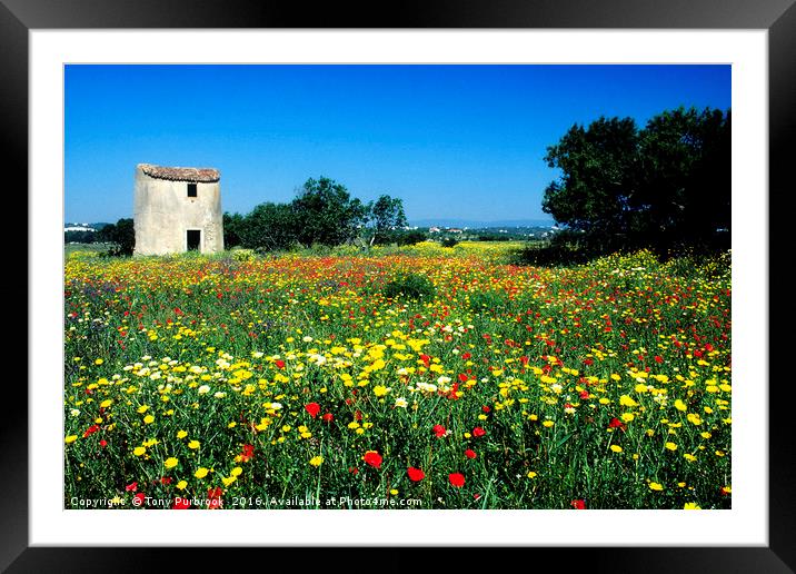 Carpet of Wildflowers Framed Mounted Print by Tony Purbrook