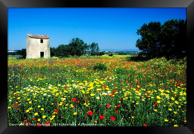 Carpet of Wildflowers Framed Print by Tony Purbrook