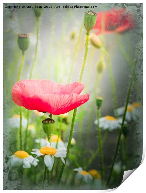 Summer Poppy Print by Andy dean