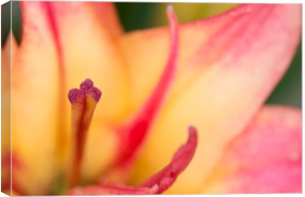 Lily Supreme Canvas Print by Steve Purnell