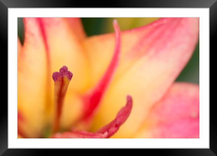 Lily Supreme Framed Mounted Print by Steve Purnell