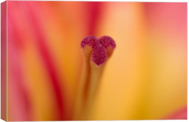 Lily Glory Canvas Print by Steve Purnell