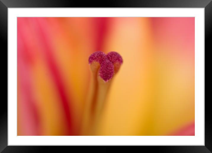 Lily Glory Framed Mounted Print by Steve Purnell