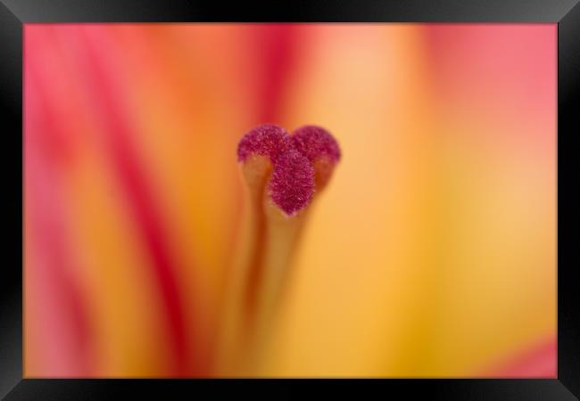Lily Glory Framed Print by Steve Purnell