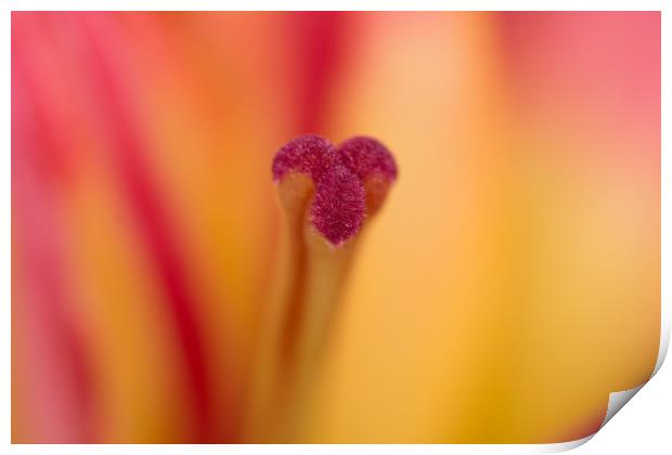 Lily Glory Print by Steve Purnell