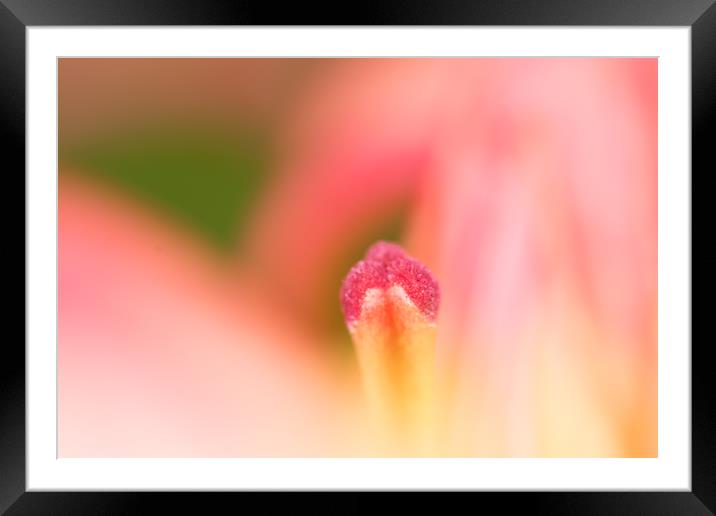Lily Delight Framed Mounted Print by Steve Purnell