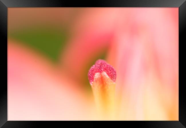 Lily Delight Framed Print by Steve Purnell
