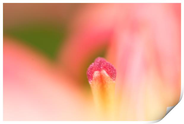 Lily Delight Print by Steve Purnell