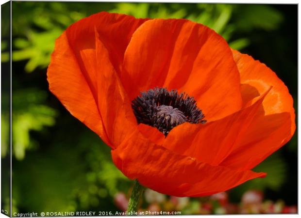 "POPPY TIME AGAIN" Canvas Print by ROS RIDLEY