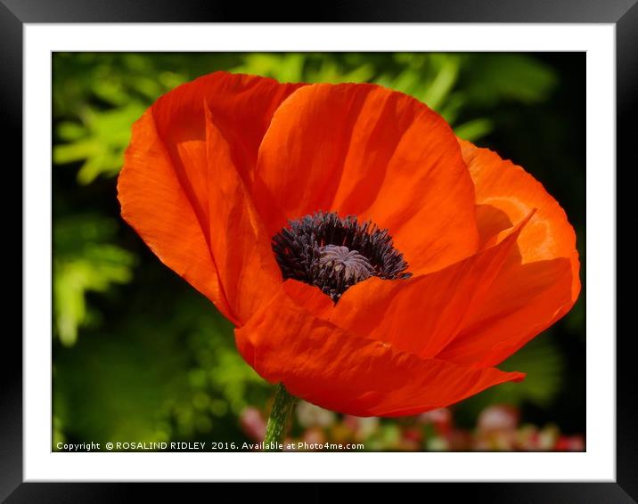 "POPPY TIME AGAIN" Framed Mounted Print by ROS RIDLEY