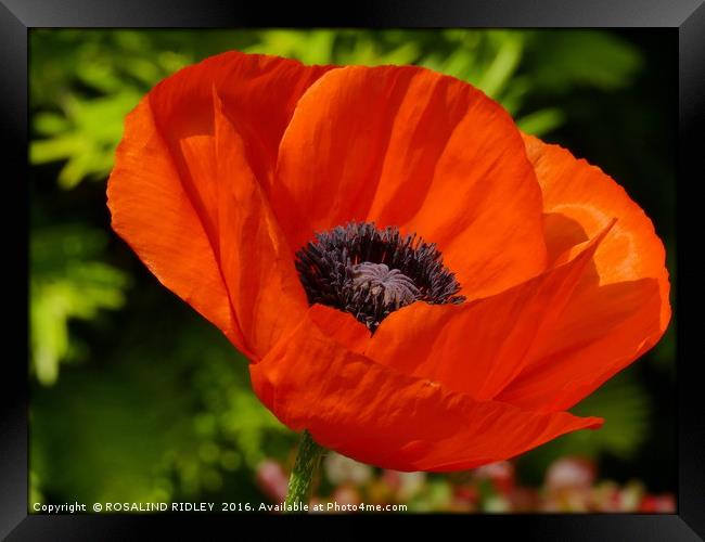 "POPPY TIME AGAIN" Framed Print by ROS RIDLEY
