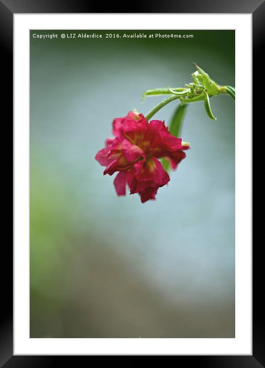 Rock Rose Flower Framed Mounted Print by LIZ Alderdice