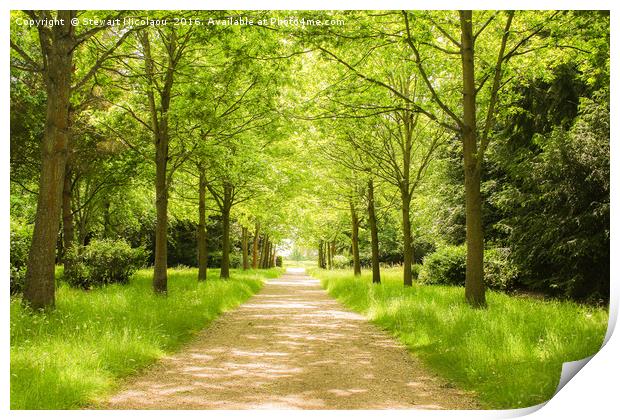 Beautiful Woodland Walk Print by Stewart Nicolaou