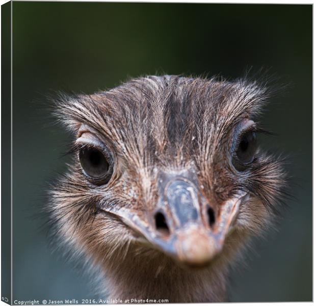 Up close with an Emu Canvas Print by Jason Wells