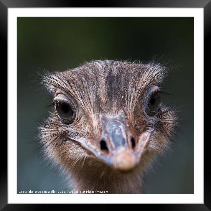 Up close with an Emu Framed Mounted Print by Jason Wells