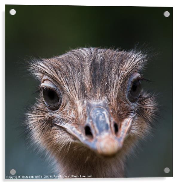 Up close with an Emu Acrylic by Jason Wells
