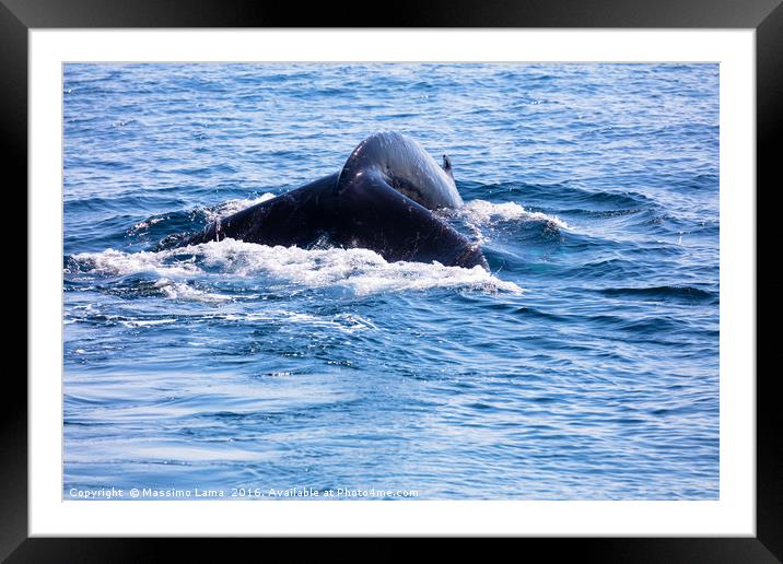Whale tail , cape cod, cape cod Framed Mounted Print by Massimo Lama