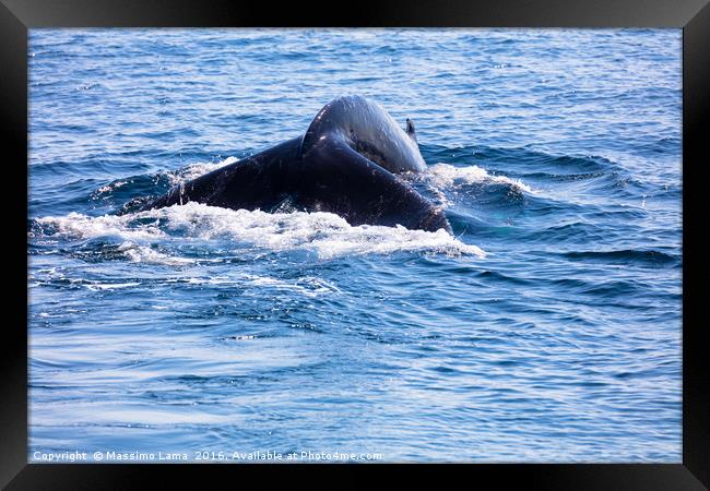 Whale tail , cape cod, cape cod Framed Print by Massimo Lama