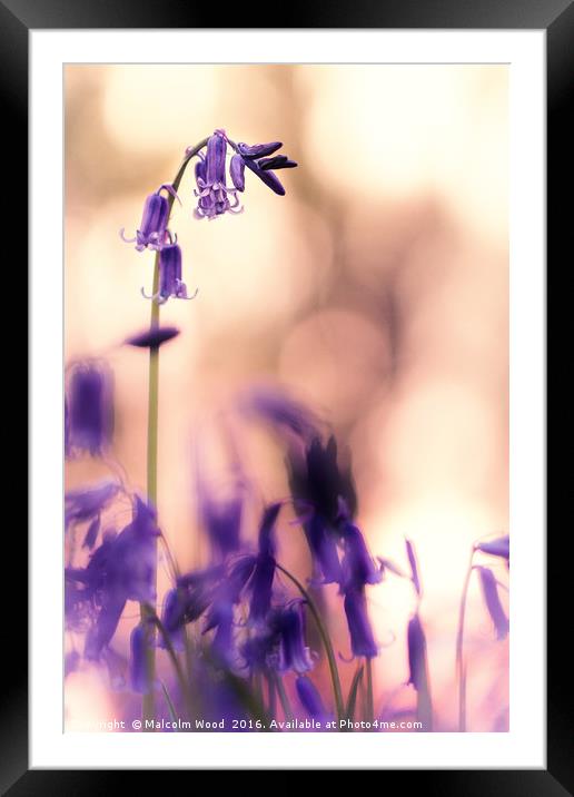 Bluebell At Sunset Framed Mounted Print by Malcolm Wood