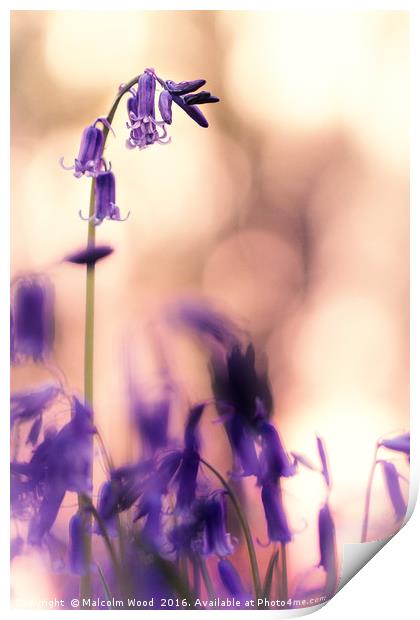 Bluebell At Sunset Print by Malcolm Wood
