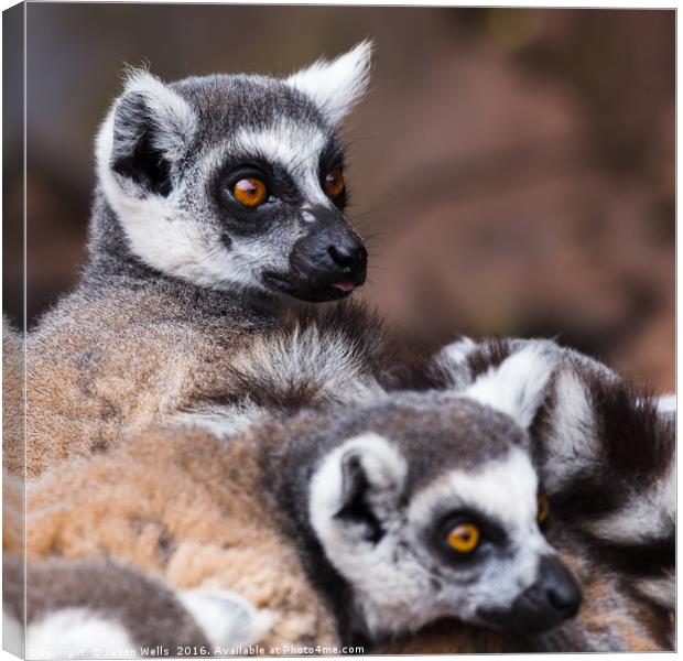 Ring-tailed lemurs spooked Canvas Print by Jason Wells