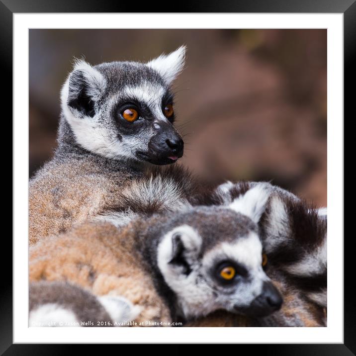 Ring-tailed lemurs spooked Framed Mounted Print by Jason Wells