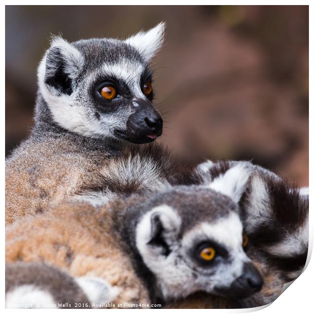 Ring-tailed lemurs spooked Print by Jason Wells