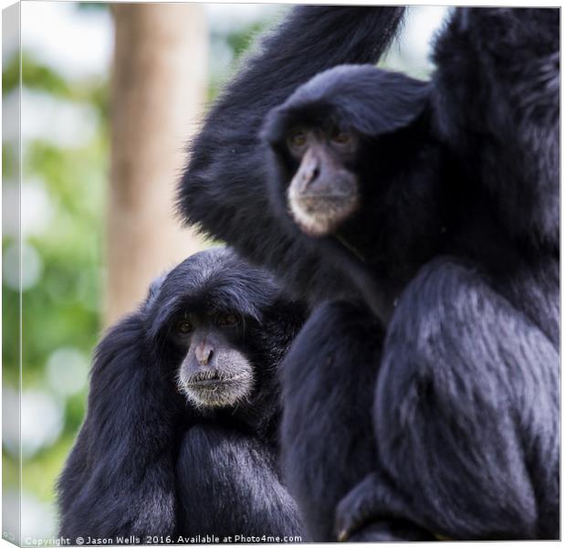 Siamang square crop Canvas Print by Jason Wells