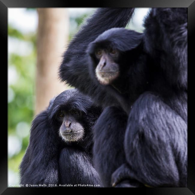 Siamang square crop Framed Print by Jason Wells