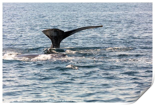 Whale, cape cod Print by Massimo Lama