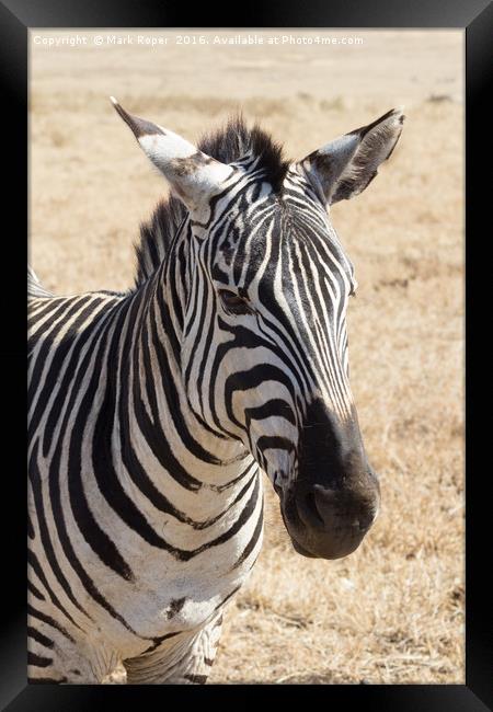 Zebra in Ngorongoro Crater Framed Print by Mark Roper