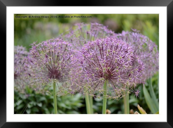 Purple ball shaped flowers  Framed Mounted Print by Andrew Heaps