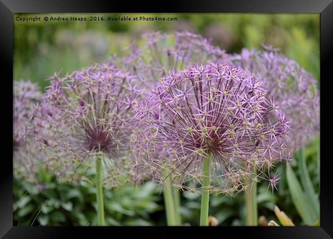 Purple ball shaped flowers  Framed Print by Andrew Heaps