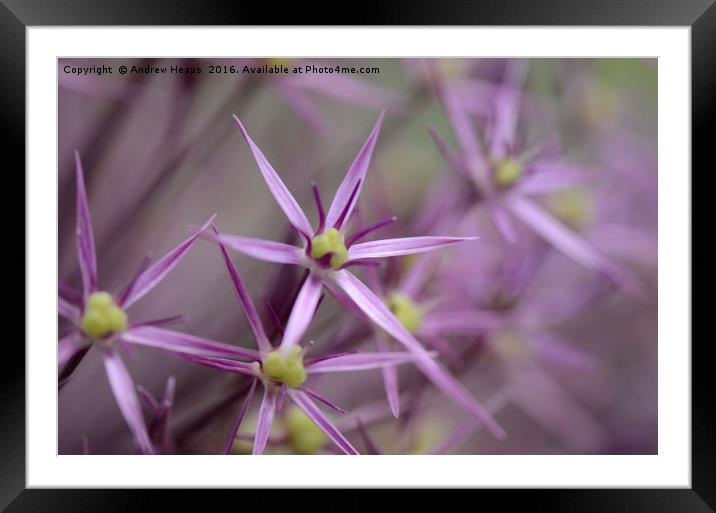 Macro of ( Allium giganteum)  Purple flower Framed Mounted Print by Andrew Heaps