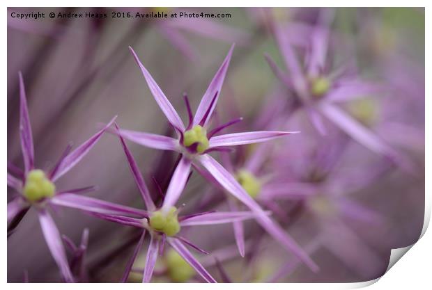 Macro of ( Allium giganteum)  Purple flower Print by Andrew Heaps