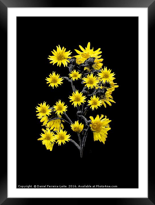 Sunflowers Over Black Framed Mounted Print by Daniel Ferreira-Leite