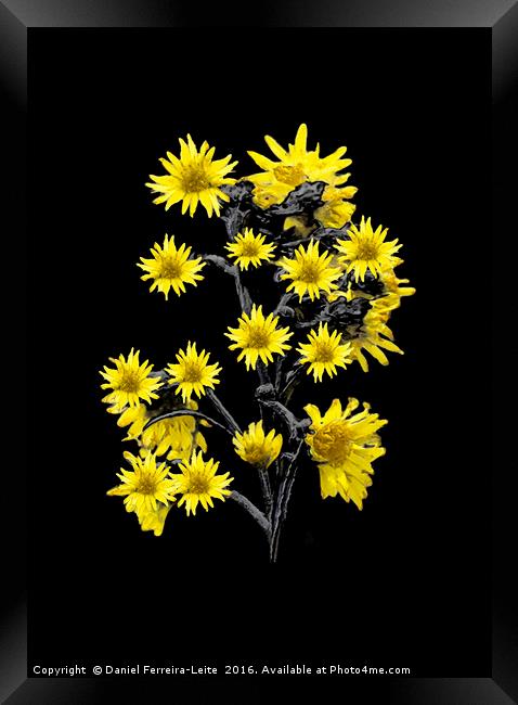 Sunflowers Over Black Framed Print by Daniel Ferreira-Leite